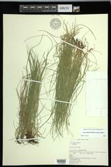Carex leptalea leptalea