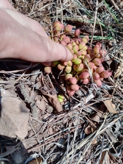 Lannea edulis edulis