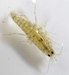 Hyalella