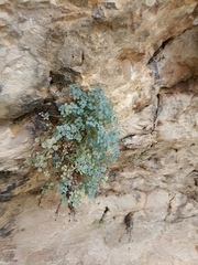 Sarcocapnos enneaphylla