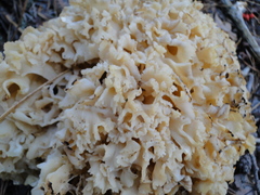 Sparassis crispa