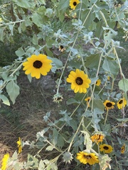 Helianthus argophyllus