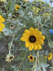 Helianthus argophyllus