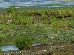 Sporobolus alterniflorus