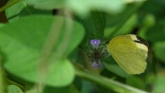 Eurema laeta