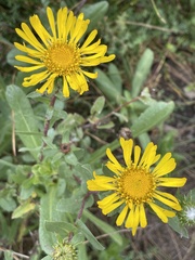 Grindelia stricta