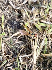 Polistes crinitus