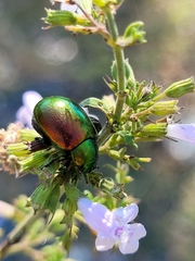 Chrysolina polita