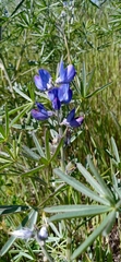 Lupinus angustifolius