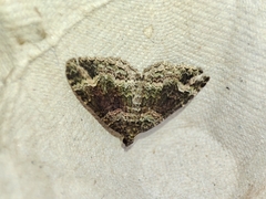 Catarhoe basochesiata