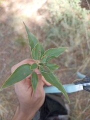 Cistus laurifolius