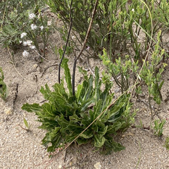 Lichtensteinia lacera