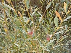 Salix