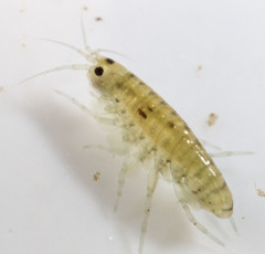 Hyalella
