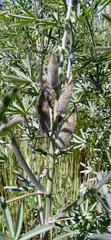 Lupinus angustifolius