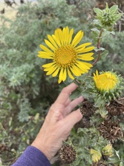 Grindelia stricta