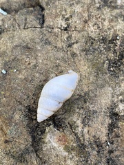 Bulimulus guadalupensis