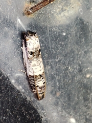 Notocelia incarnatana