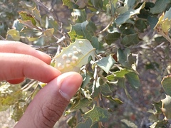 Dryomyia lichtensteinii