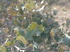 Dryomyia lichtensteinii