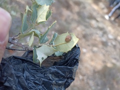 Plagiotrochus australis