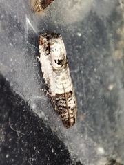 Notocelia incarnatana