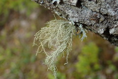 Usnea barbata