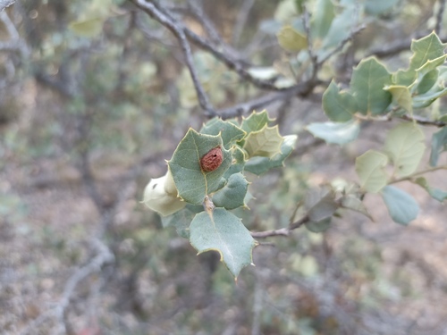 Plagiotrochus australis