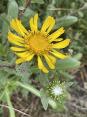 Grindelia stricta