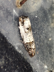 Notocelia incarnatana