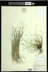 Carex leptalea leptalea