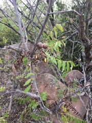 Juglans
