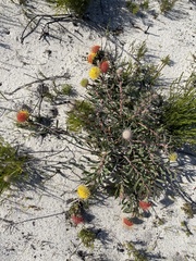 Leucospermum prostratum