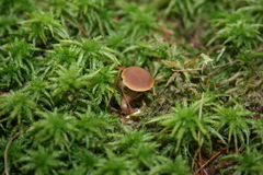 Galerina paludosa