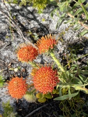 Leucospermum prostratum