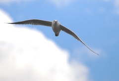 Chroicocephalus genei