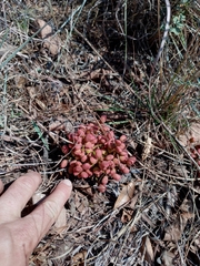 Lannea edulis edulis