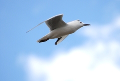 Chroicocephalus genei