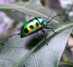 Chrysocoris