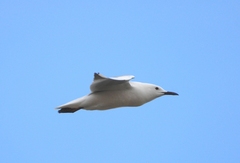 Chroicocephalus genei