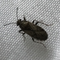 Heterogaster urticae