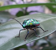 Chrysocoris