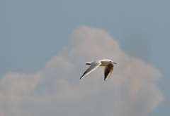 Chroicocephalus genei