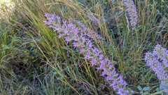 Liatris hesperelegans