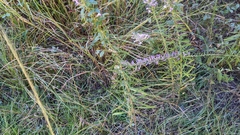 Liatris hesperelegans
