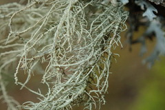 Usnea barbata