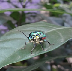 Chrysocoris