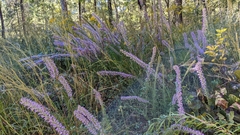 Liatris hesperelegans