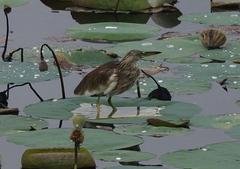 Ardeola grayii
