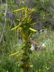 Asphodeline lutea
